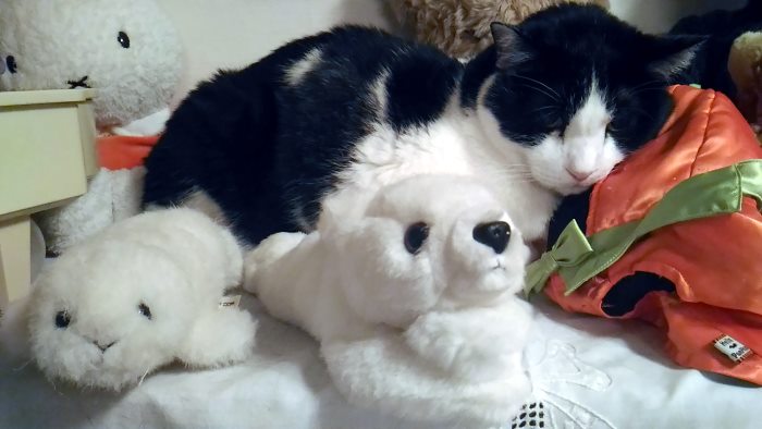 パウワウとミッフィーと猫