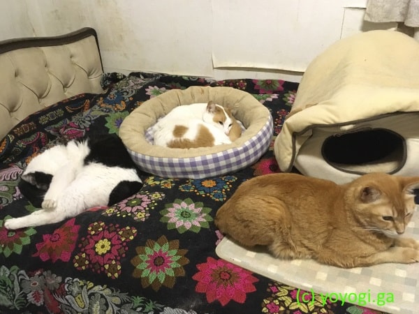 にゃんにゃん探検隊-クー-チャチビ-シロ