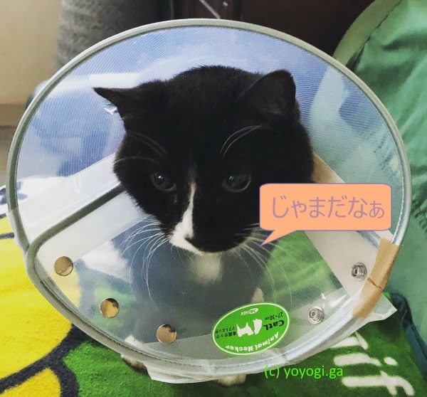 ハナちゃん、エリザベスカラーを着けて