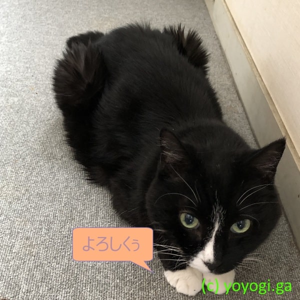 ハナちゃん、ごあいさつ