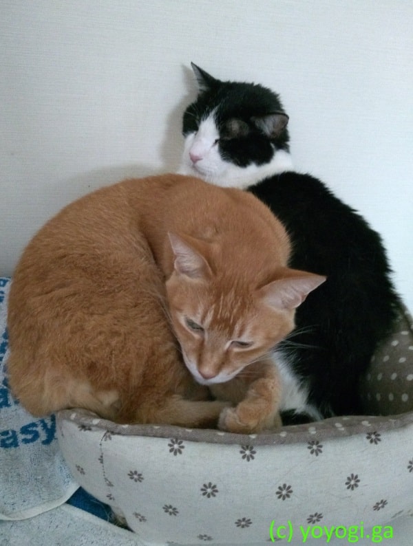 猫ークーちゃんとチャチビ-1