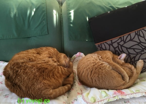 猫-マロンとチャチビ