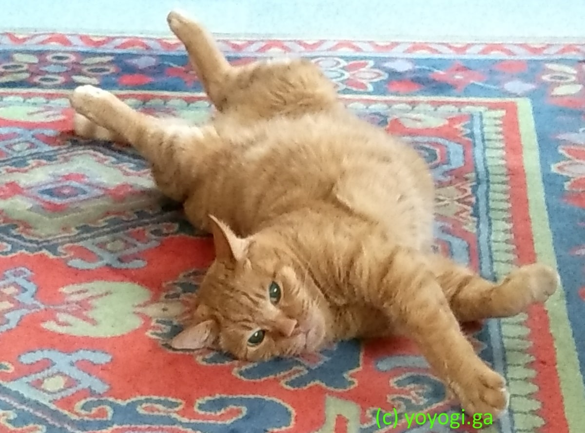 猫-マロンちゃん_ごろーん