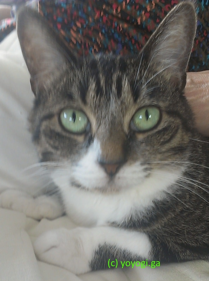 ねこ-モモちゃん