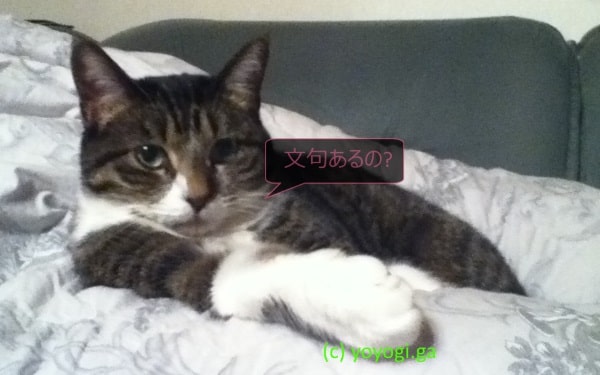 優雅なモモちゃん