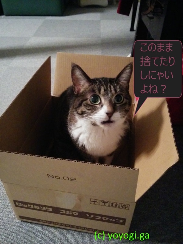 モモちゃんと空き箱
