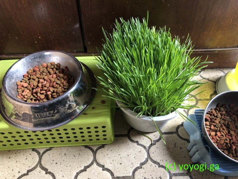 カリカリは犬用の餌皿