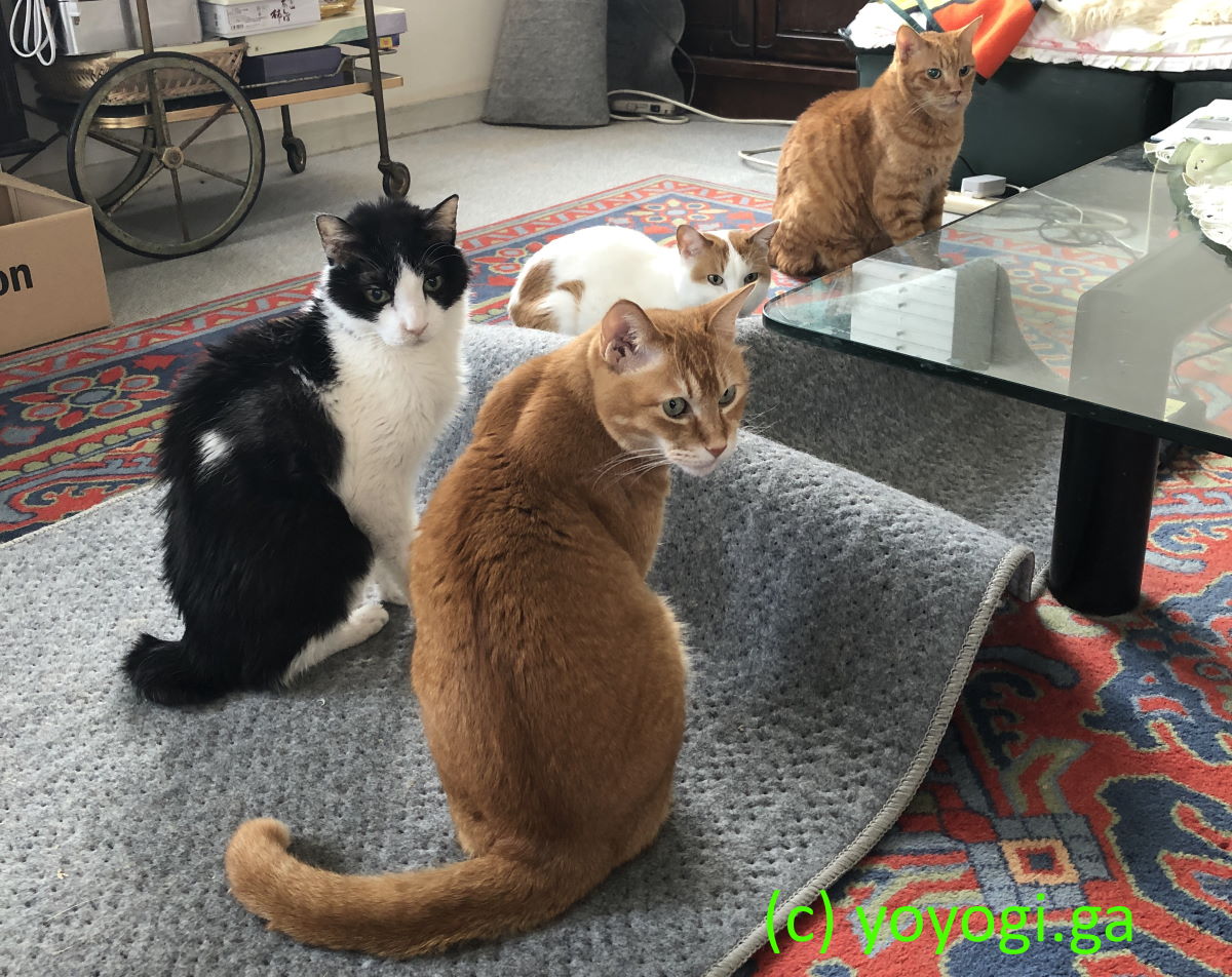 ホットカーペットに座る4匹の猫