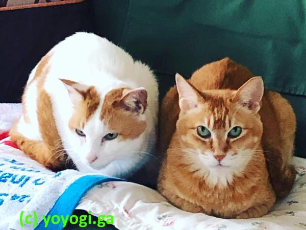 チャチビとシロ-兄弟そろって