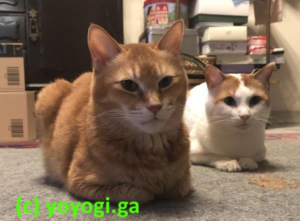 ちゃちびとシロ-兄弟で待機