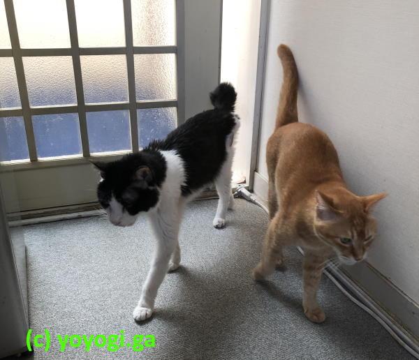 クーとチャチビ-任務お疲れ