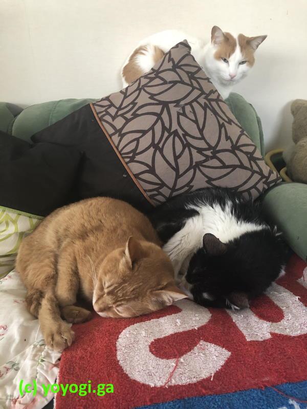 くーとチャチビのお昼寝を覗くシロ