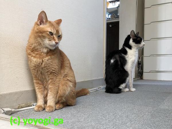 隊長クーちゃんと見張りをするちゃちび