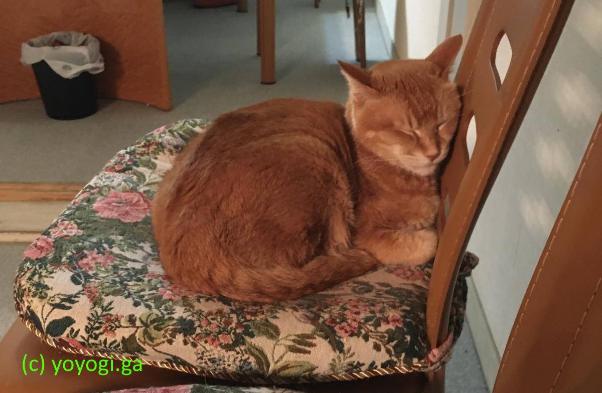 椅子で眠るチャチビ